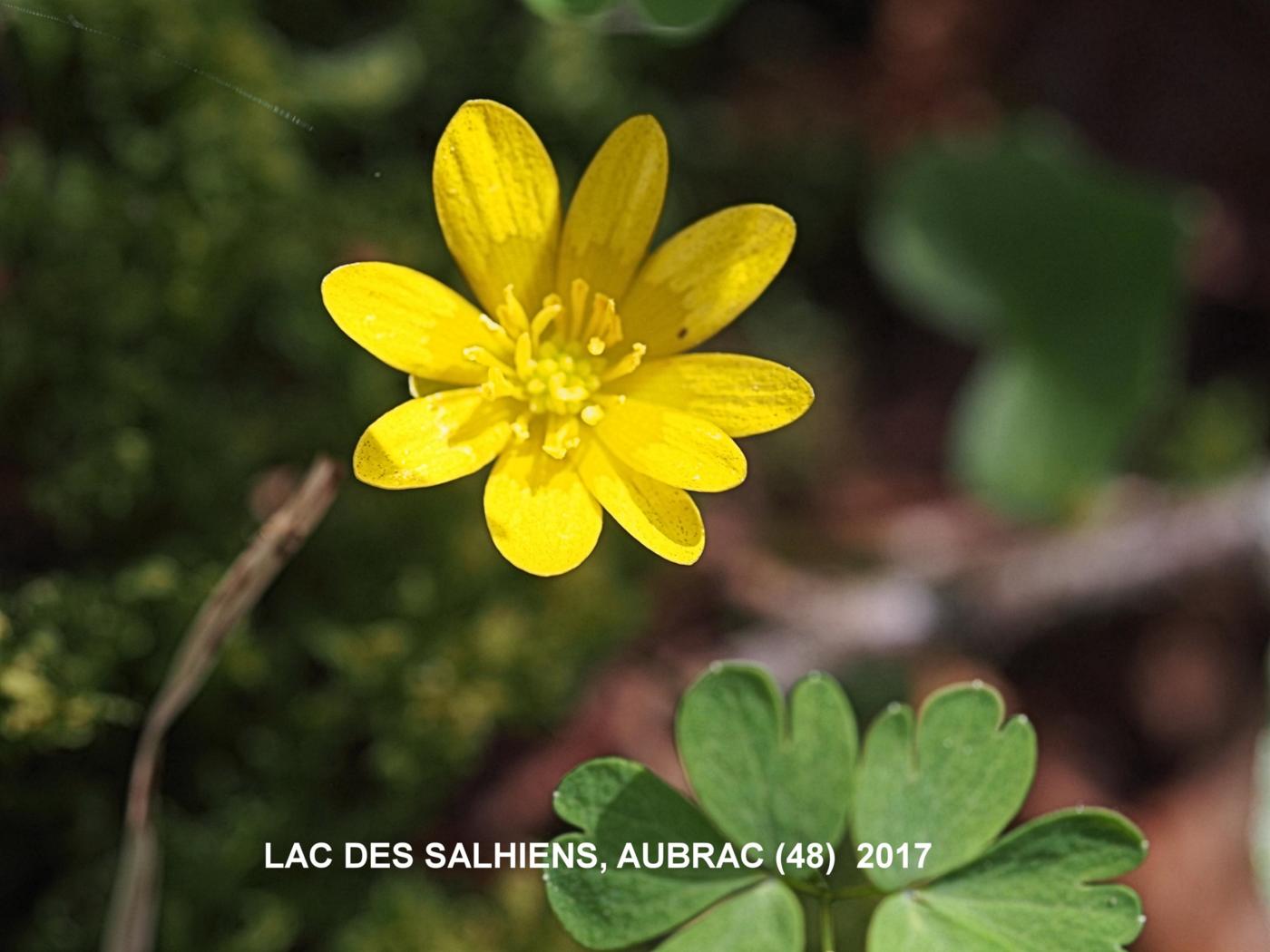 Celandine, Lesser flower